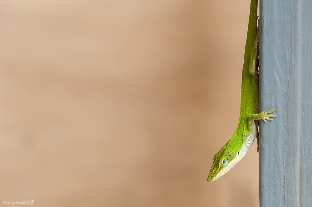 Austin nature macro lizard reptile gecko photographer