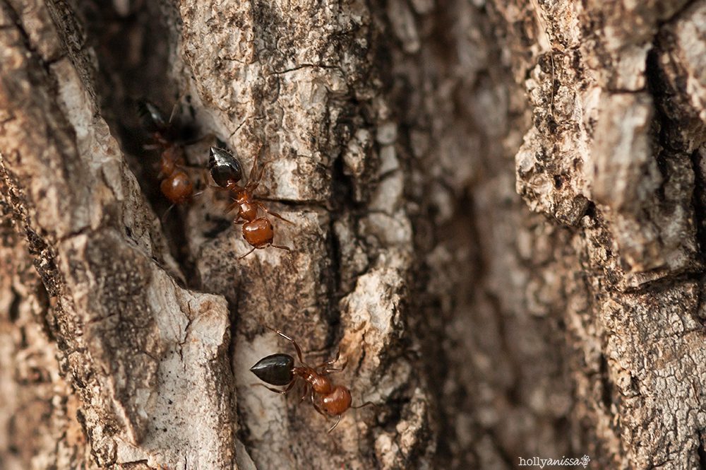 Austin nature macro ant tree photographer