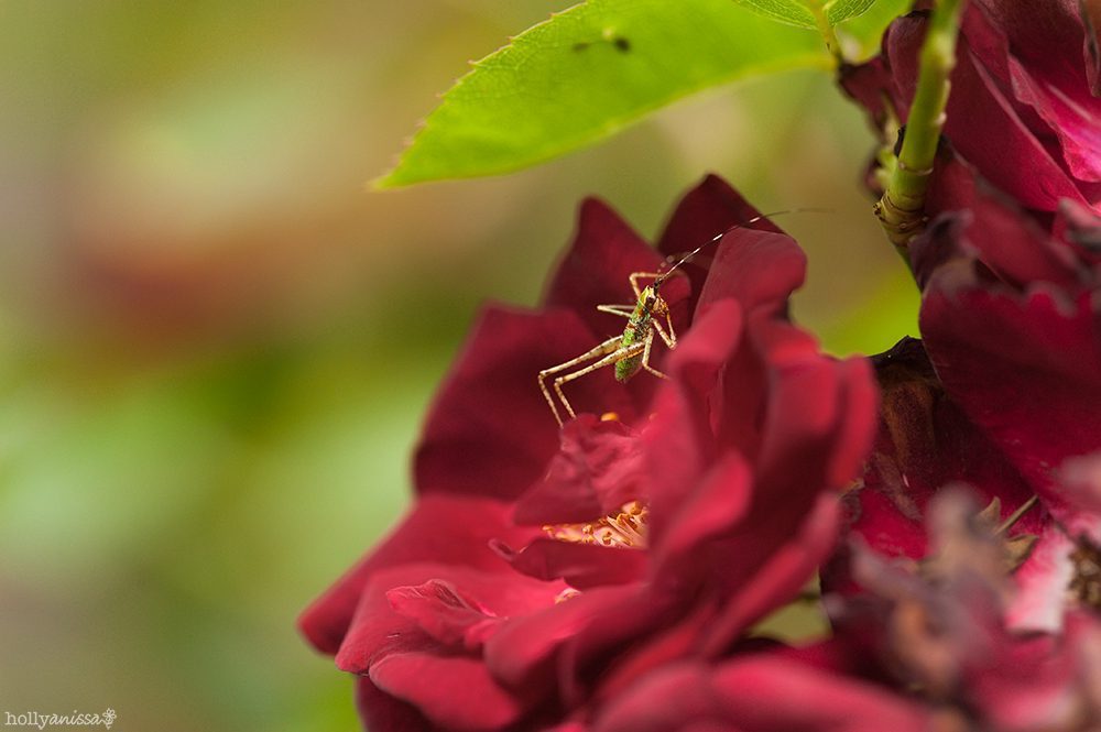 Austin nature macro rose rosebush bloom blossom decay photographer bug insect grasshopper