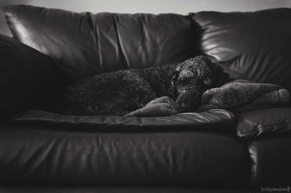 Austin pet photographer Labradoodle dog canine black and white