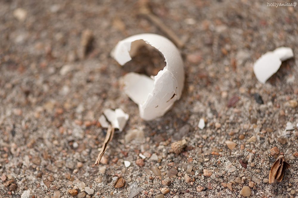 Austin macro nature photographer eggshell broken bird