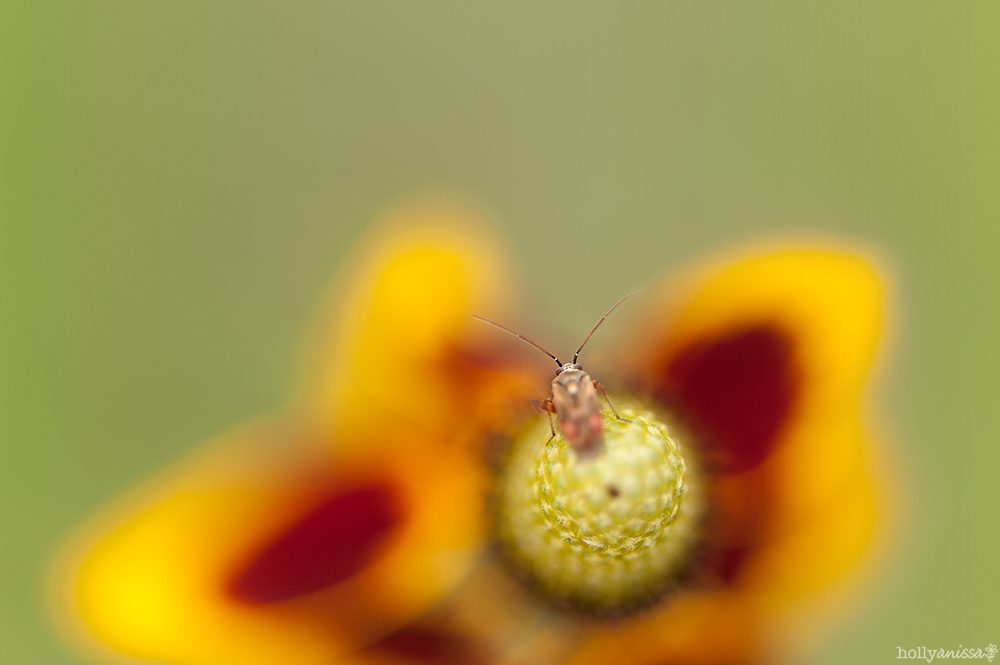 Austin nature macro photographer flower wildflower bug insect antennae