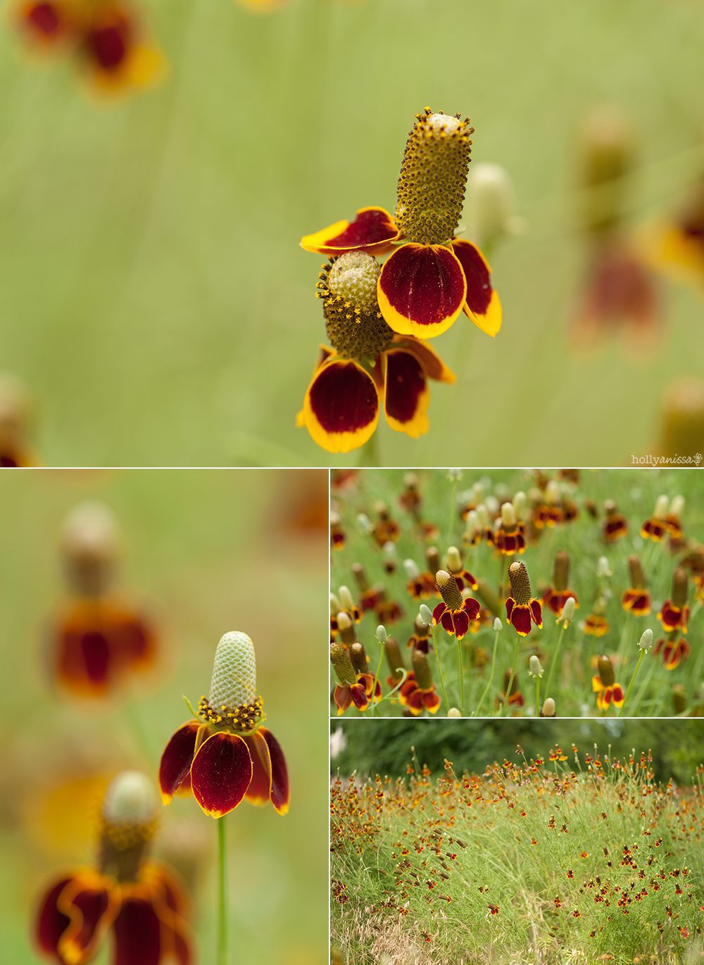 Austin nature macro photographer flowers wildflowers collage
