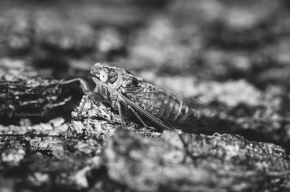 Austin nature macro insect photographer black and white