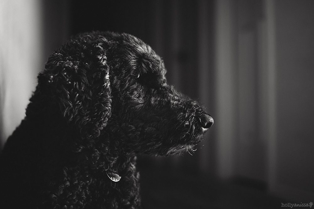 Austin pet dog canine Labradoodle photographer black and white