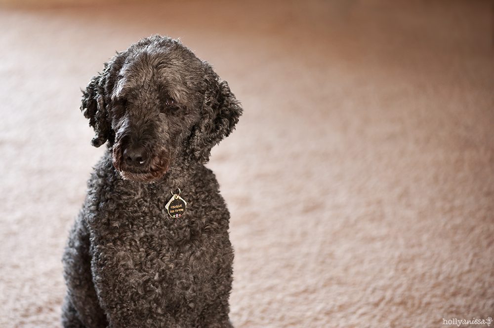 Austin pet dog canine Labradoodle photographer