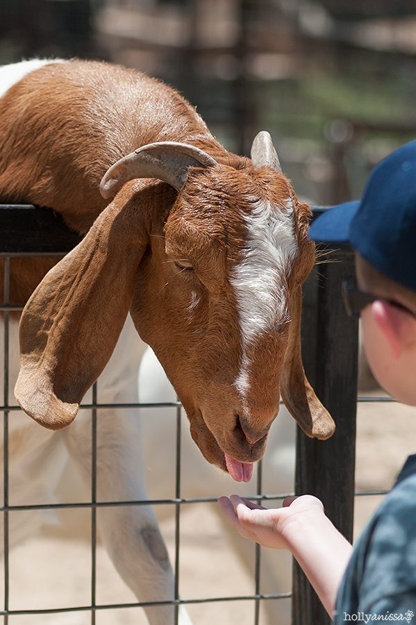 Austin Zoo goat animal feed photographer boy child fun