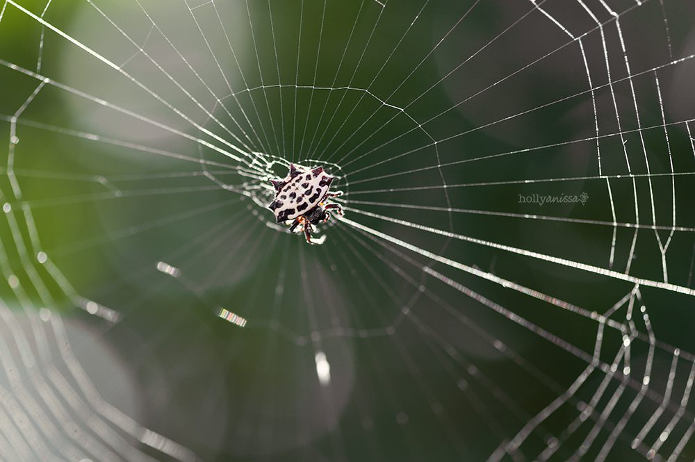 Austin nature macro spider insect web photographer