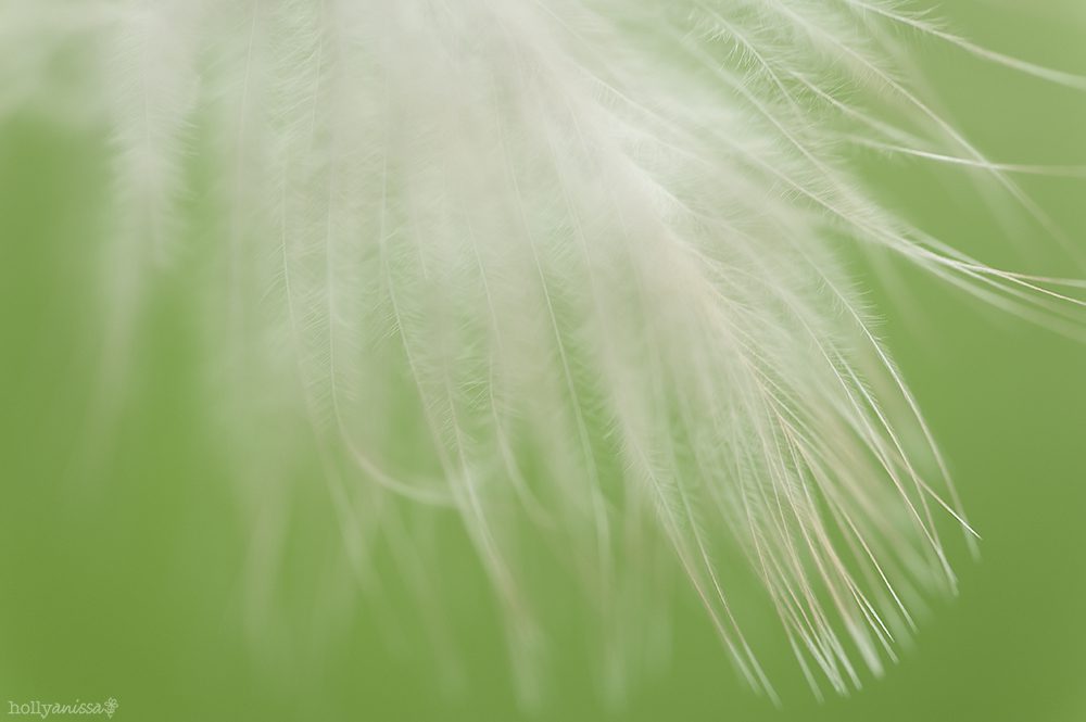 Austin nature macro feather photographer