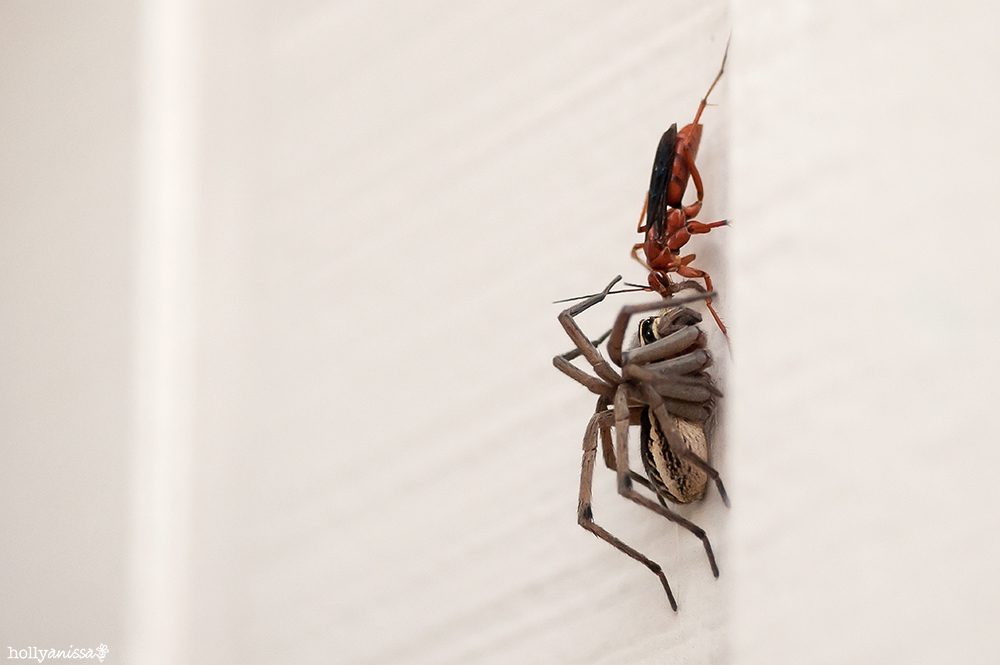 Austin nature macro photographer wasp spider predator prey insect arachnid