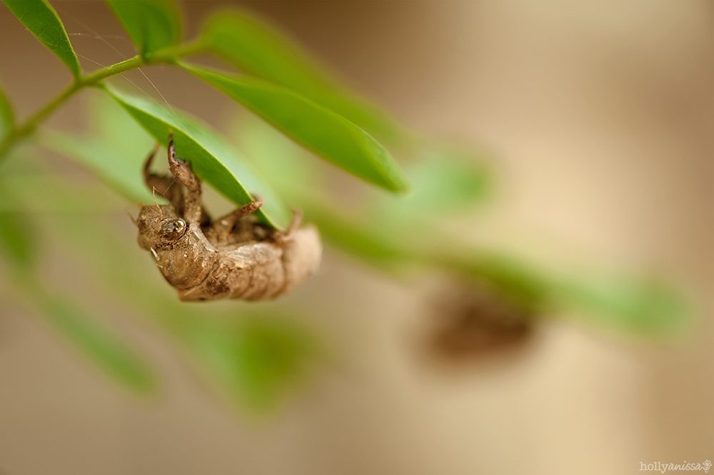 Austin nature macro photographer shell bug insect