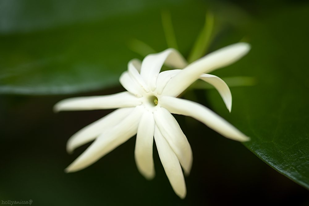Austin nature macro photographer flower jasmine