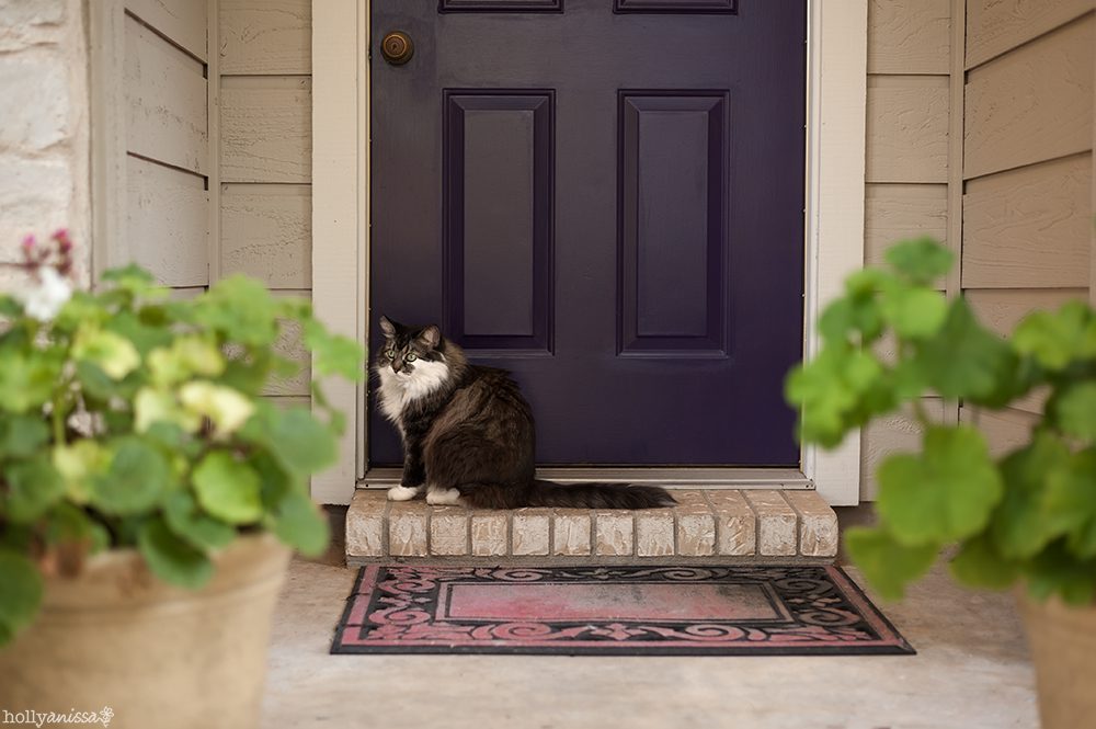 Austin pet photographer cat feline outdoors