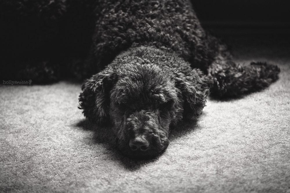 Austin pet photographer dog canine Labradoodle