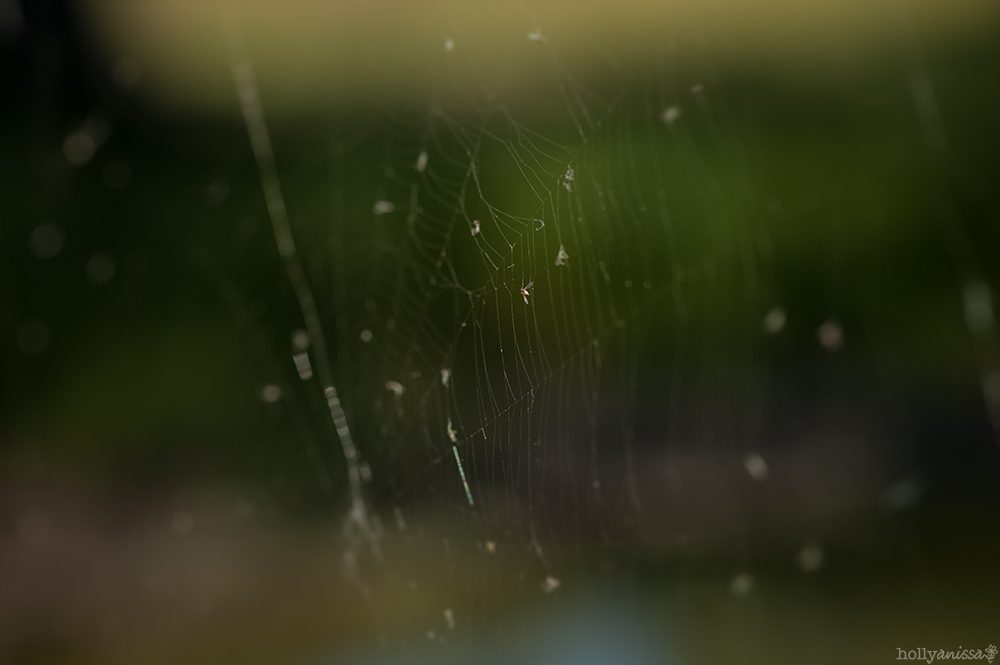 Austin nature macro spider web photographer