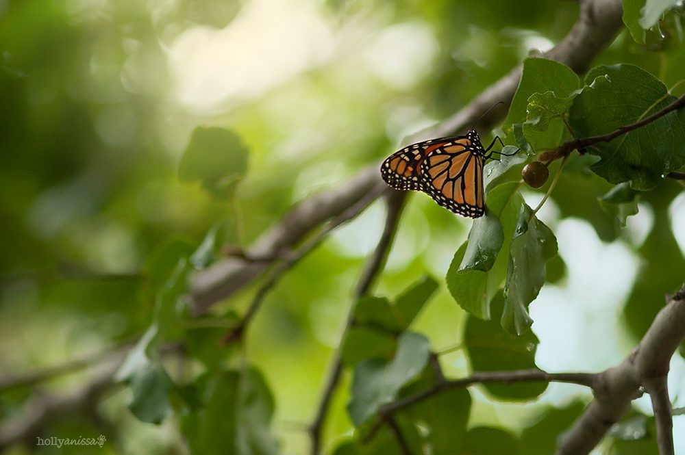 Austin nature macro butterfly photographer