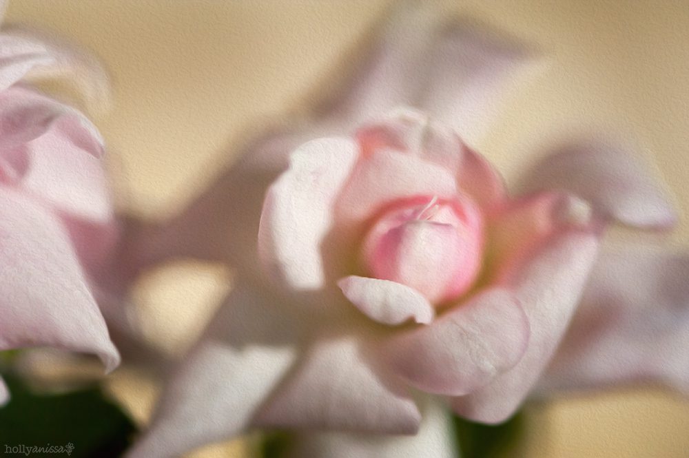 Austin nature macro rose flower