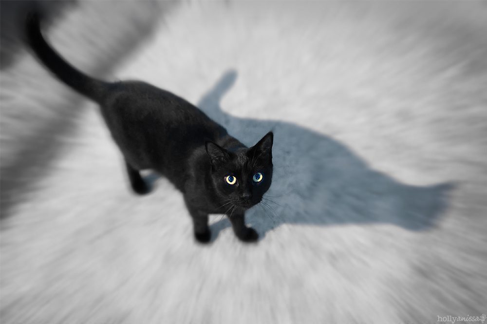 Austin lifestyle holiday Halloween photographer cat black feline pet
