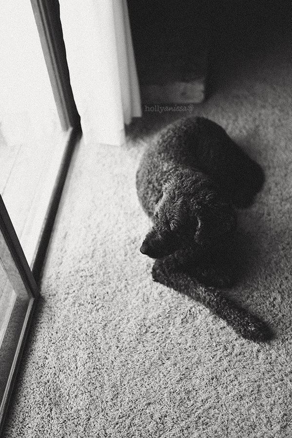 Austin pet dog canine Labradoodle photographer black and white