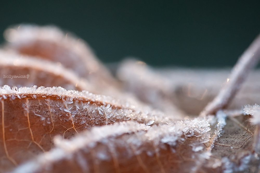Austin nature macro frost frozen cold ice photographer leaf
