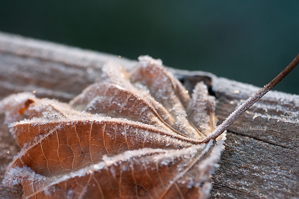 Austin nature macro frost frozen cold ice photographer leaf