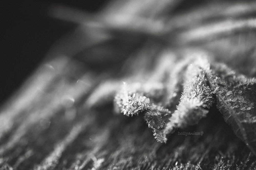 Austin nature macro frost frozen cold ice photographer leaf black and white