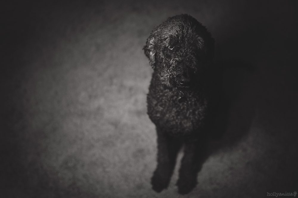Austin pet dog canine Labradoodle photorapher