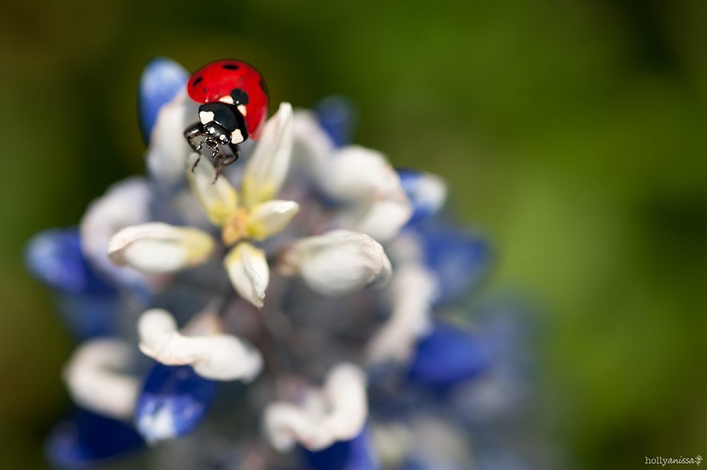 Austin nature macro ladybug insect bluebonnet wildflower photographer