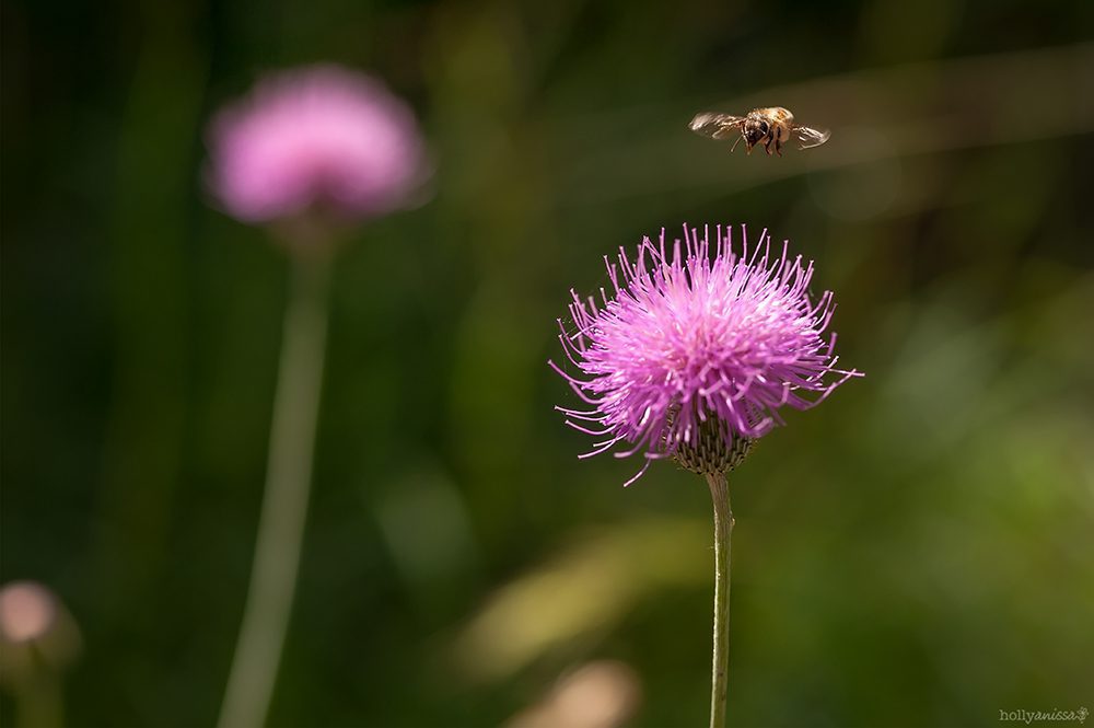 New Braunfels nature macro bee wildflower thistle photographer