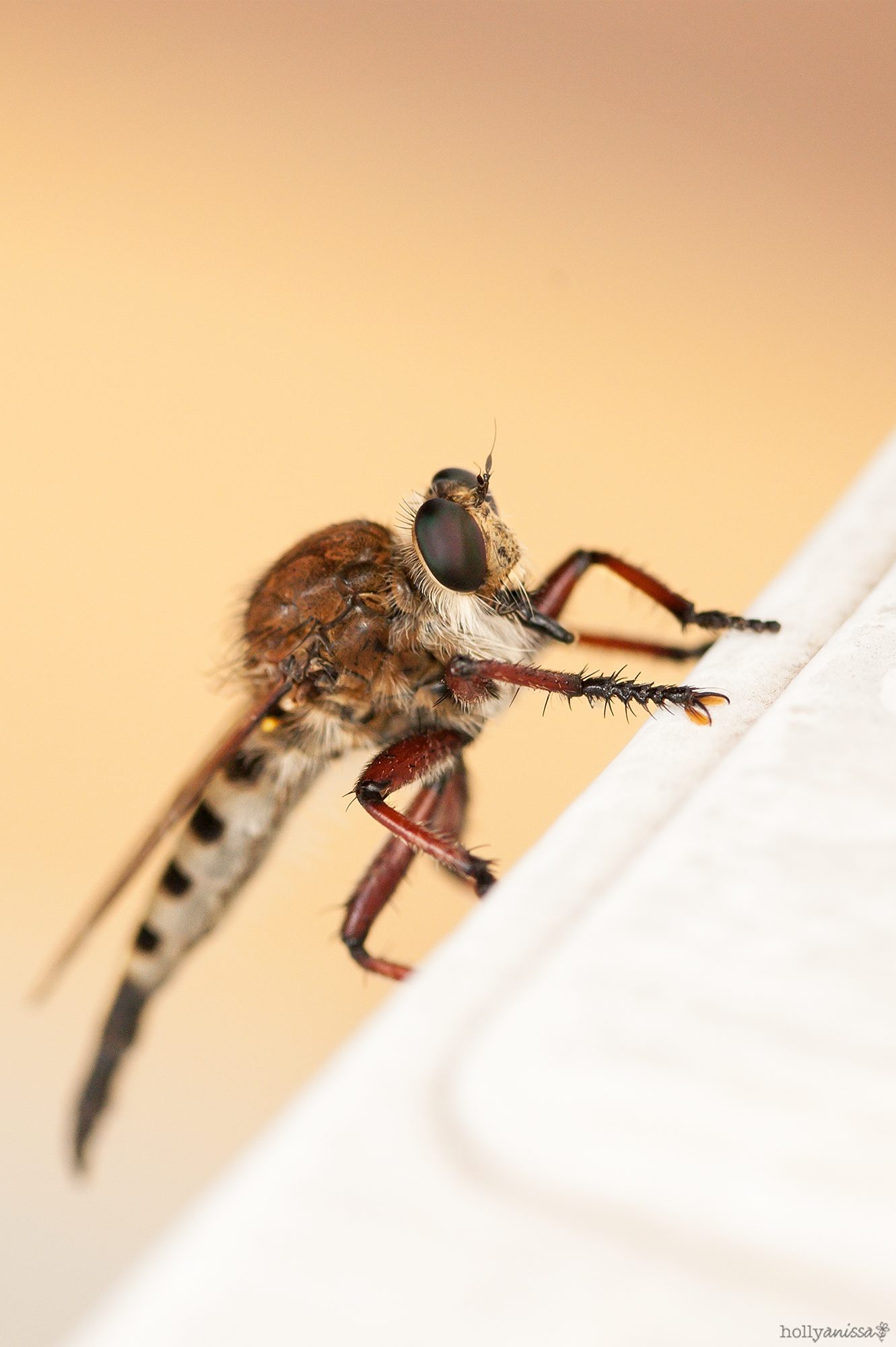 New Braunfels insect nature macro robber fly photographer