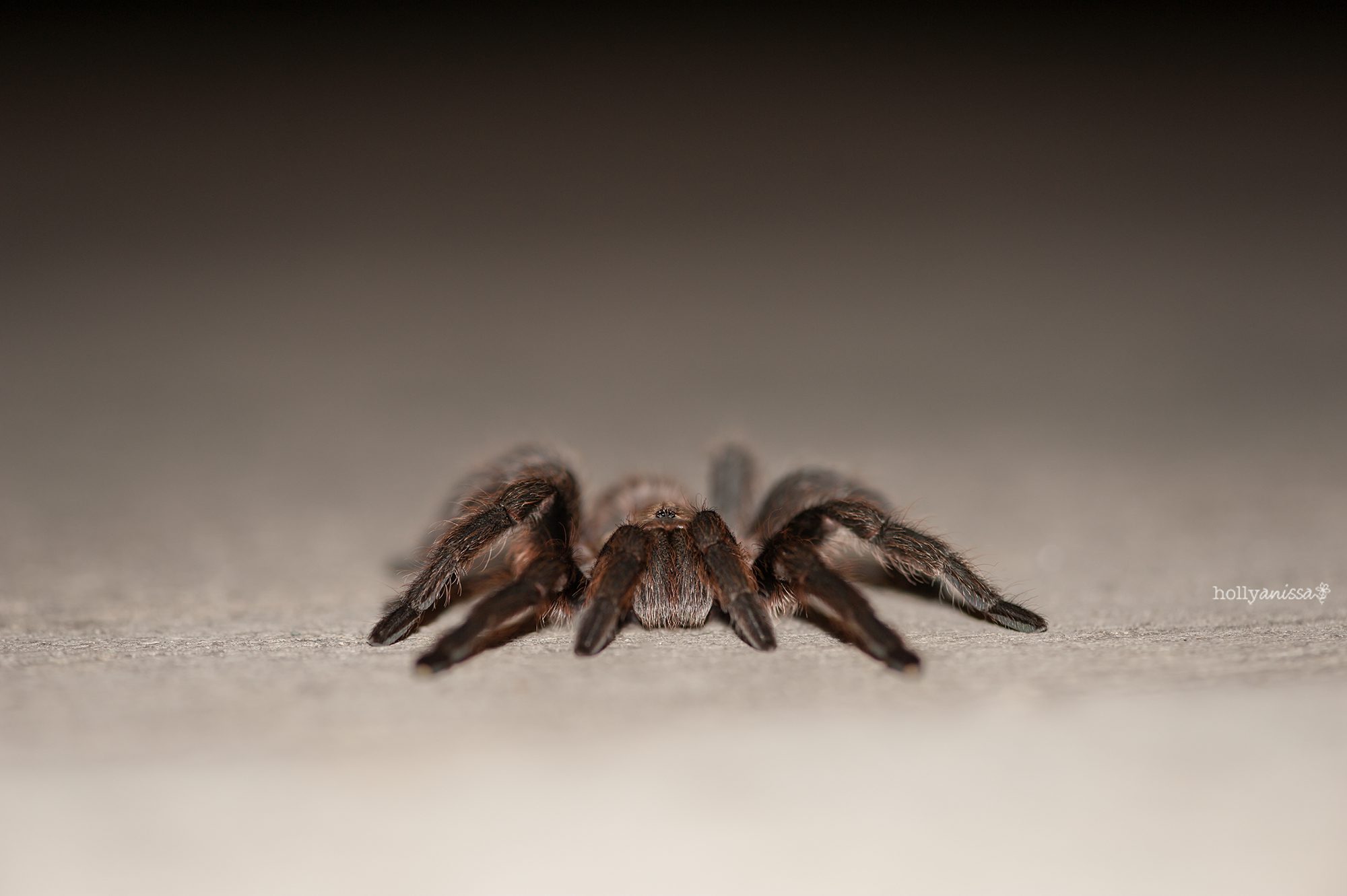 New Braunfels nature macro spider arachnid tarantula photographer
