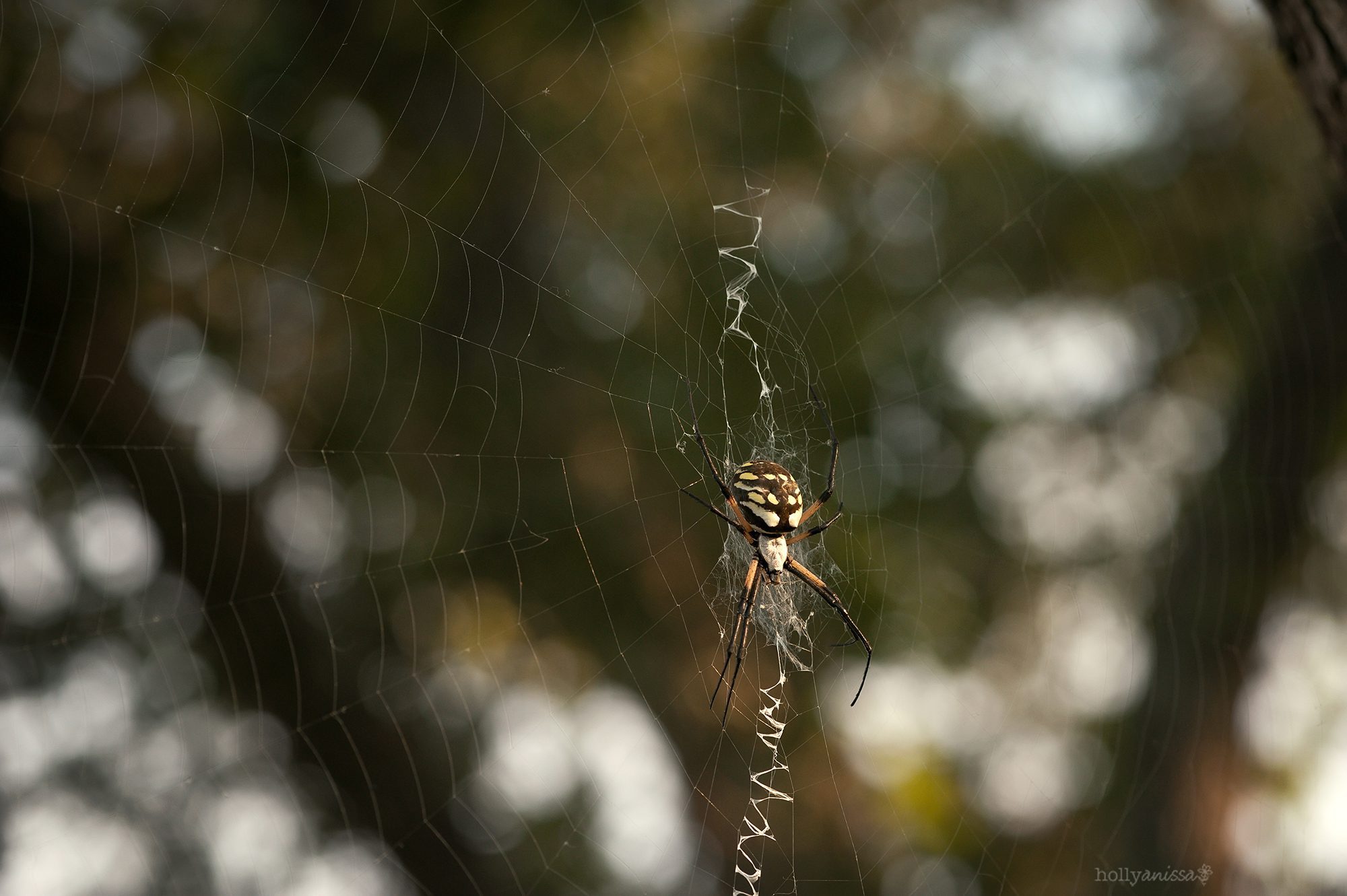 New Braunfels nature macro spider arachnid argiope photographer