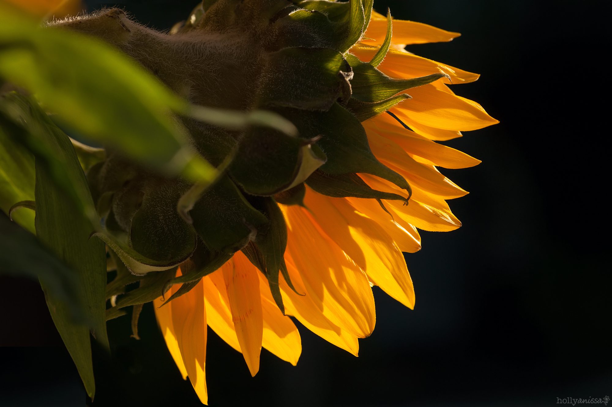 New Braunfels nature macro sunflower photographer