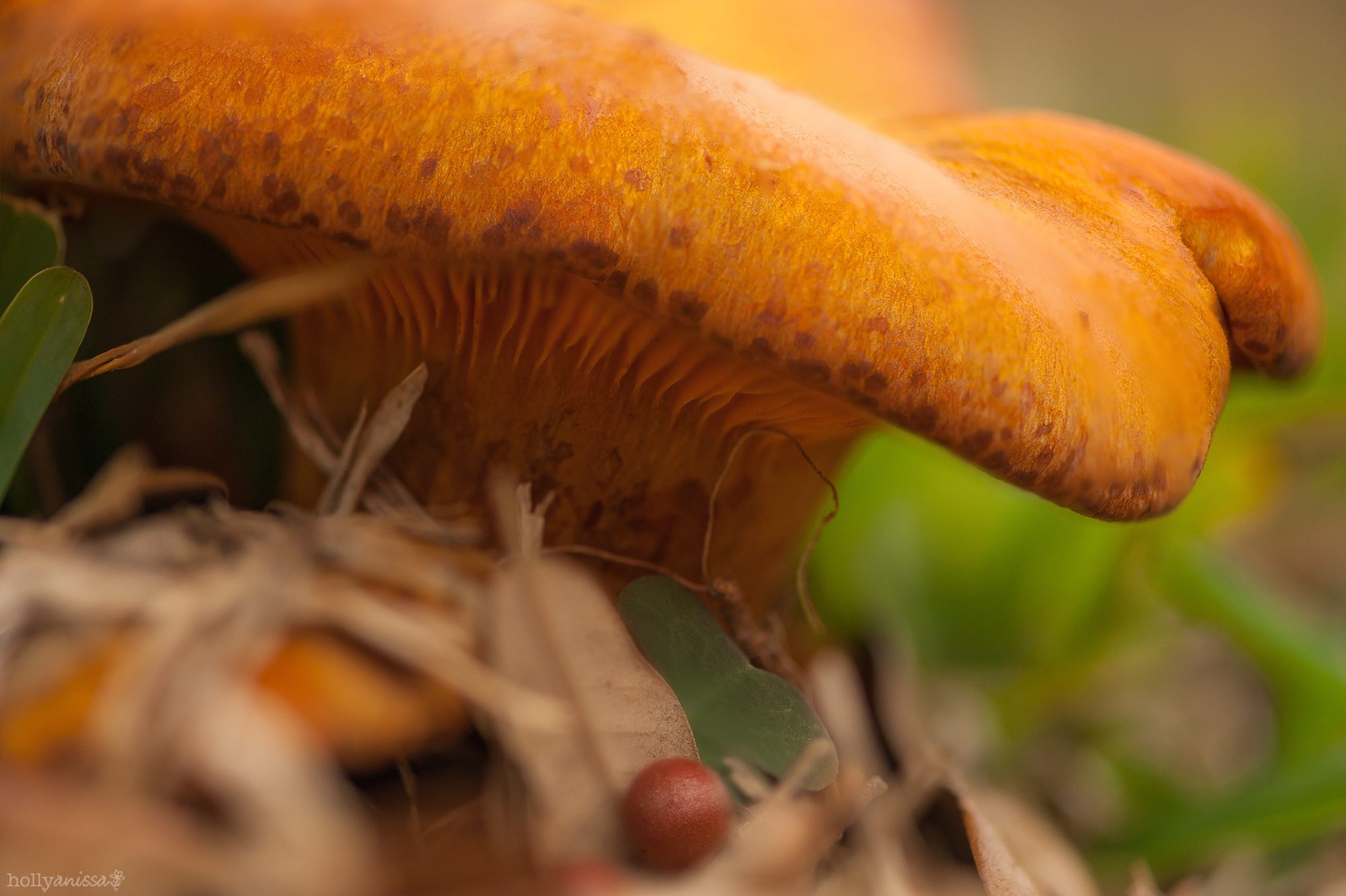 New Braunfels nature macro mushroom photographer