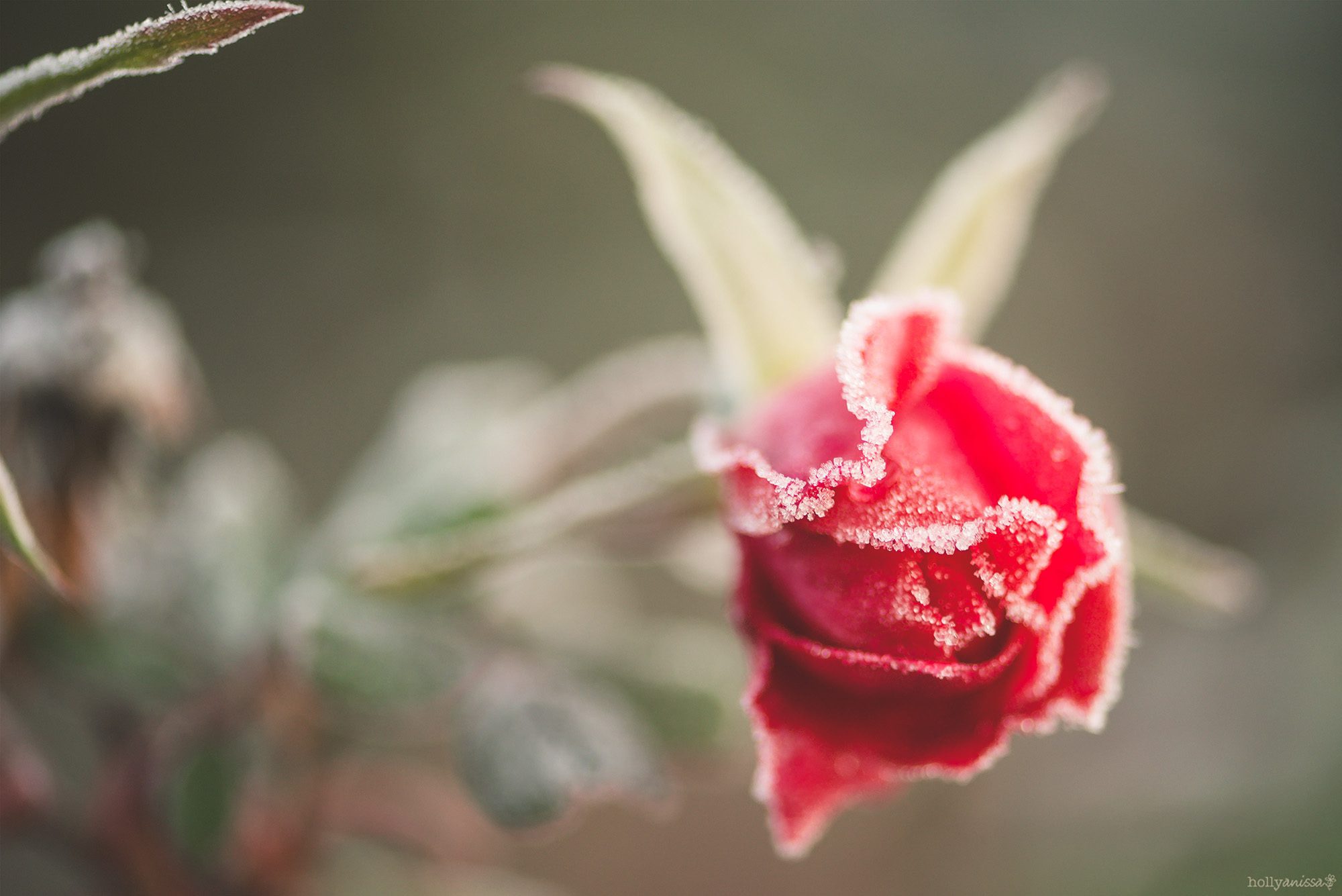 New Braunfels nature macro rose frost photographer
