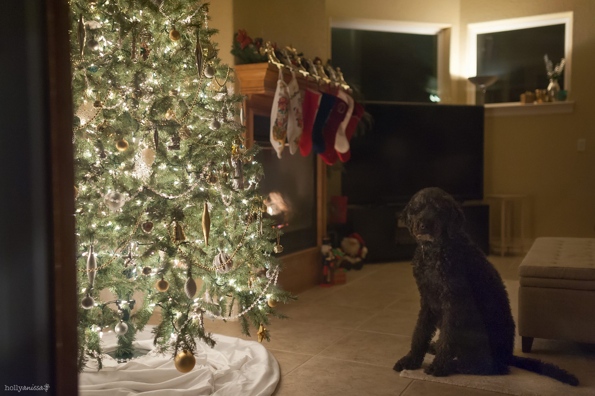 New Braunfels Christmas dog pet Labradoodle tree photographer