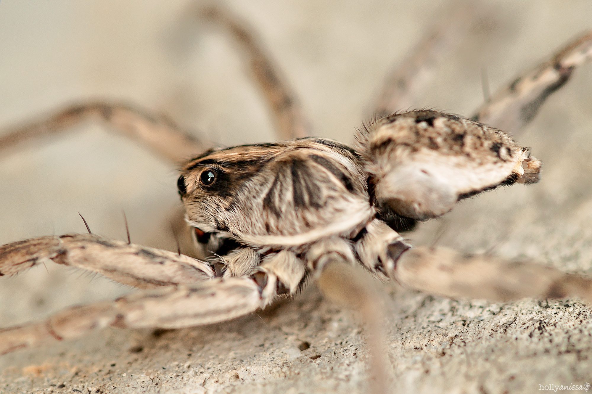 New Braunfels nature macro spider arachnid photographer