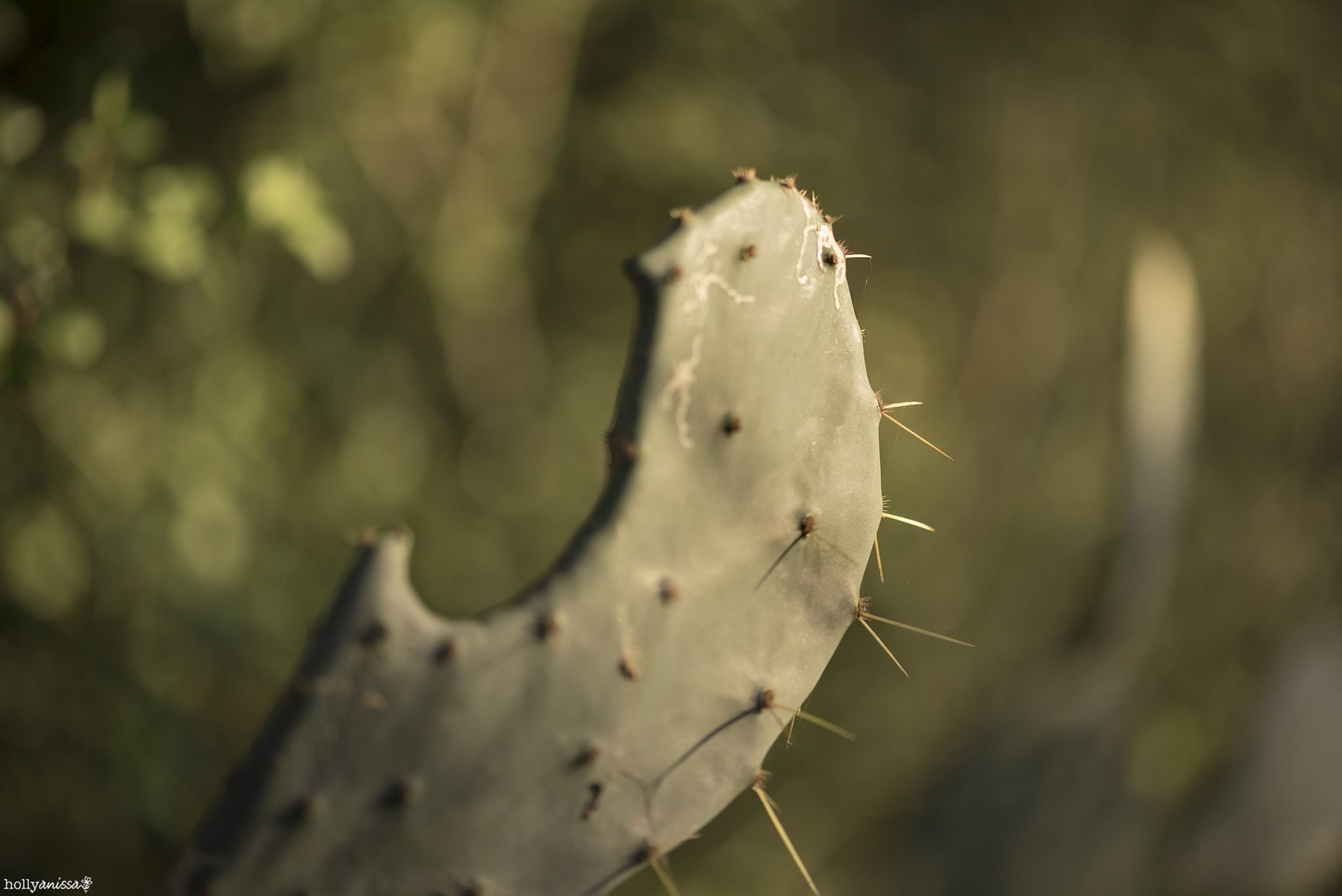New Braunfels nature macro cactus photographer
