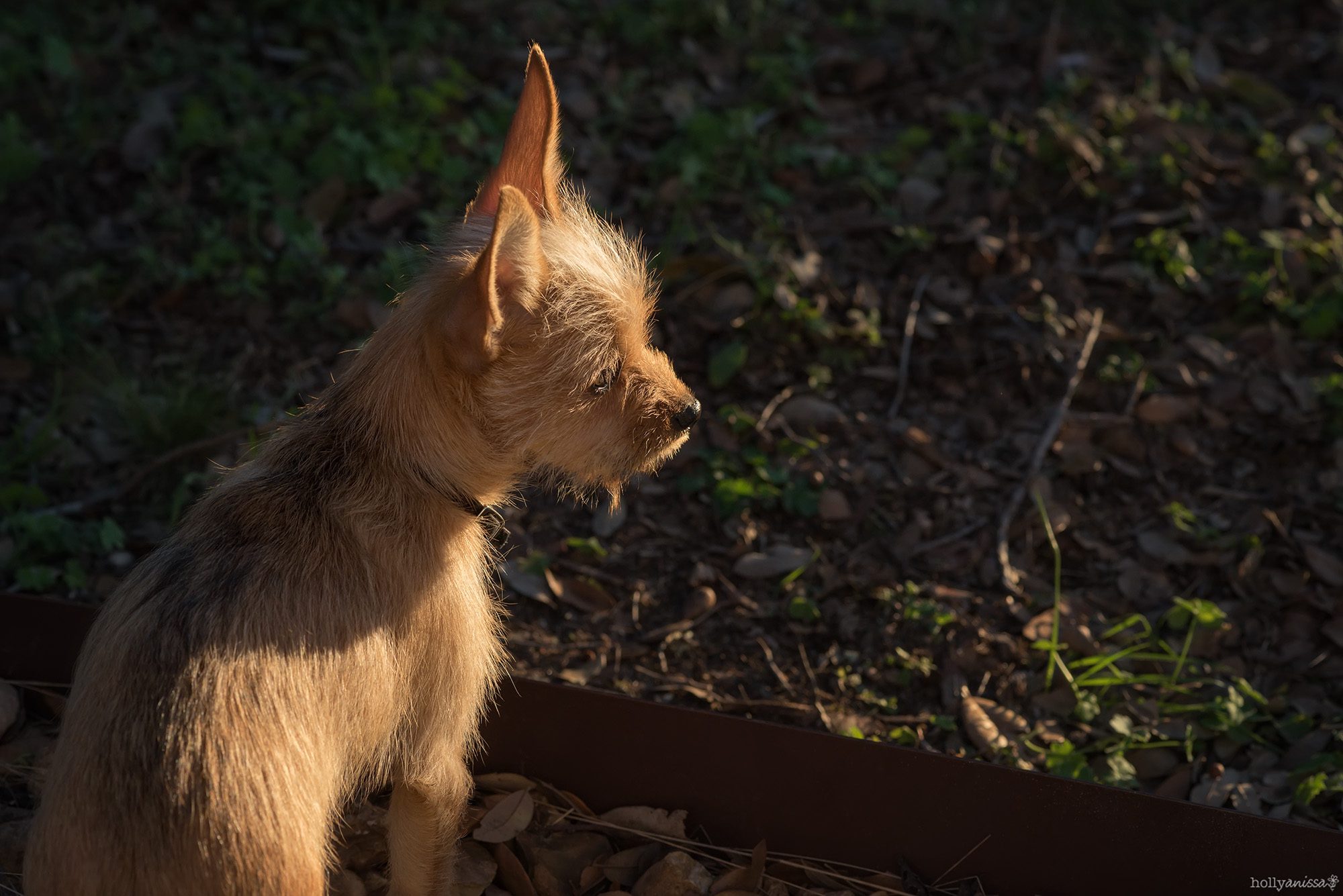 New Braunfels pet dog chihuahua Yorkie Chorkie photographer