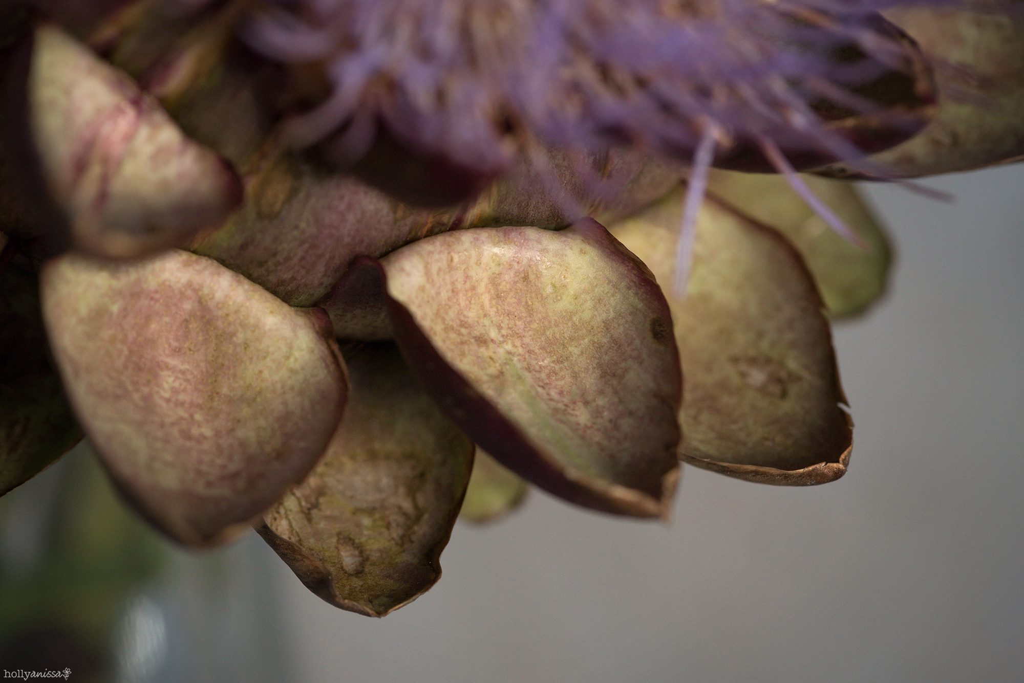 New Braunfels nature macro artichoke flower bloom vegetable food photographer