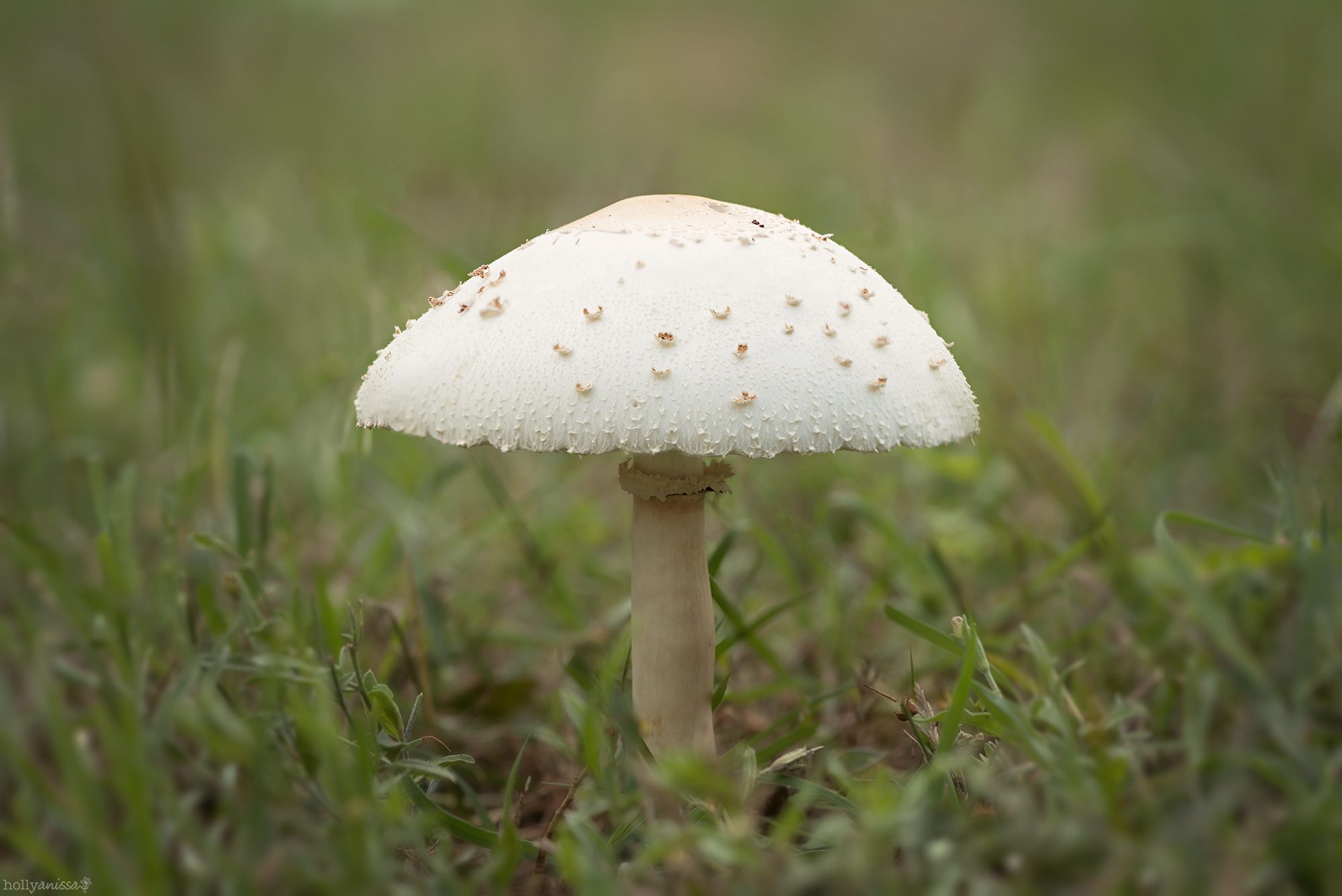 New Braunfels nature macro mushroom fungus photographer