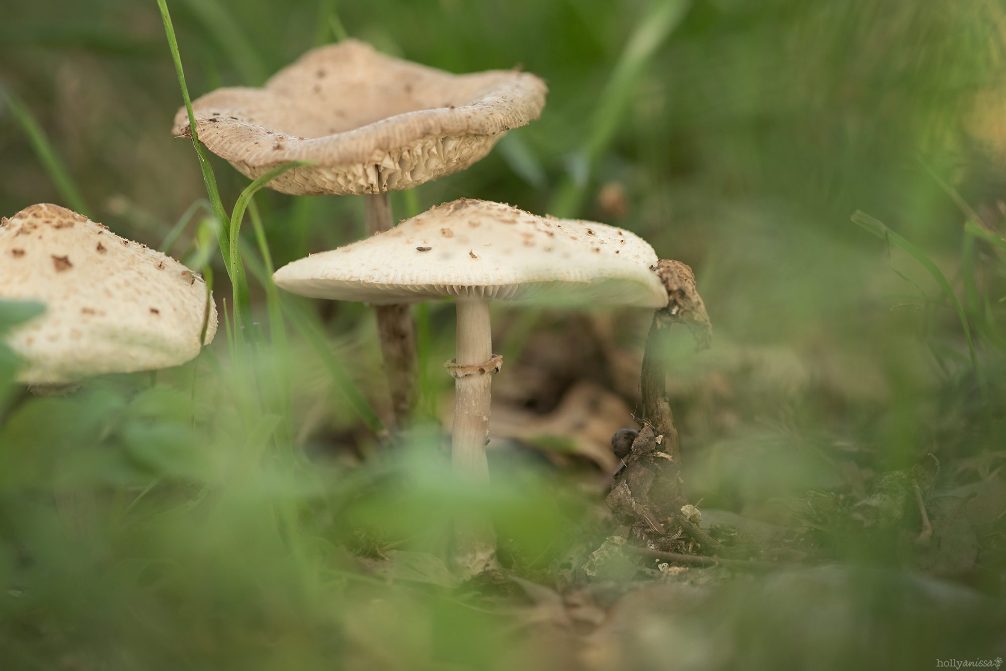 New Braunfels nature macro mushroom fungus photographer