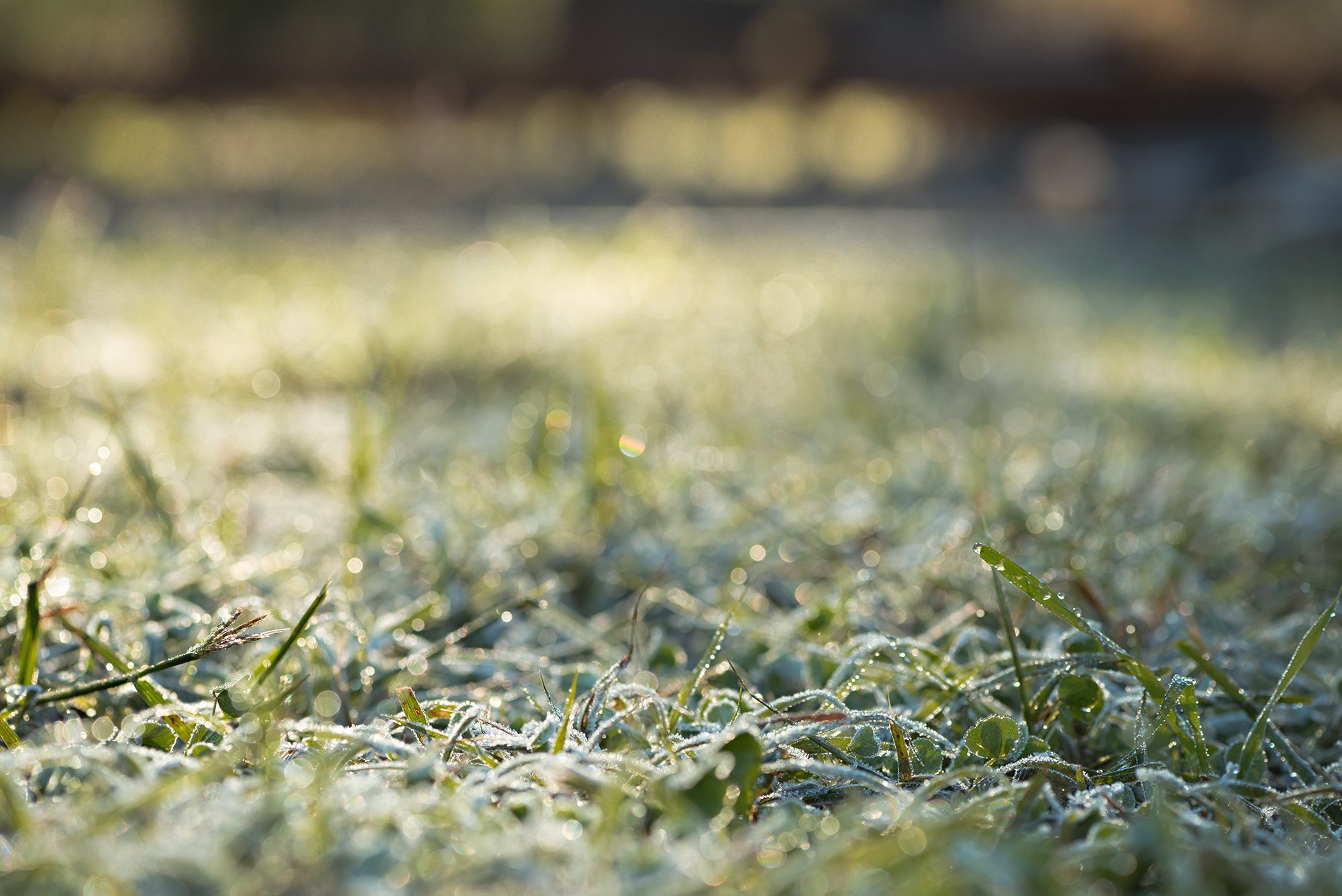New Braunfels nature macro frost freeze ice grass photographer