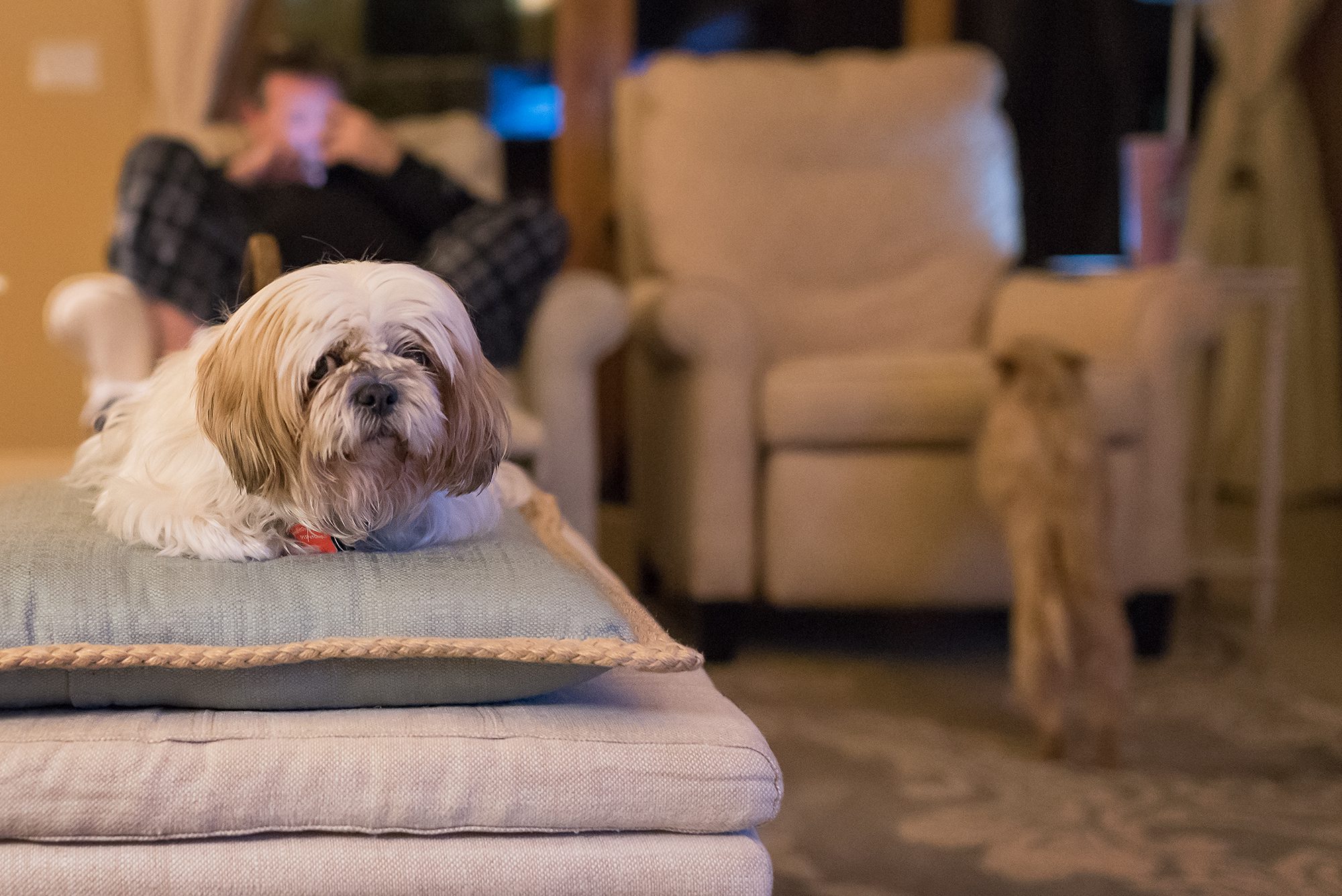 New Braunfels pet dog canine Shih Tzu photographer