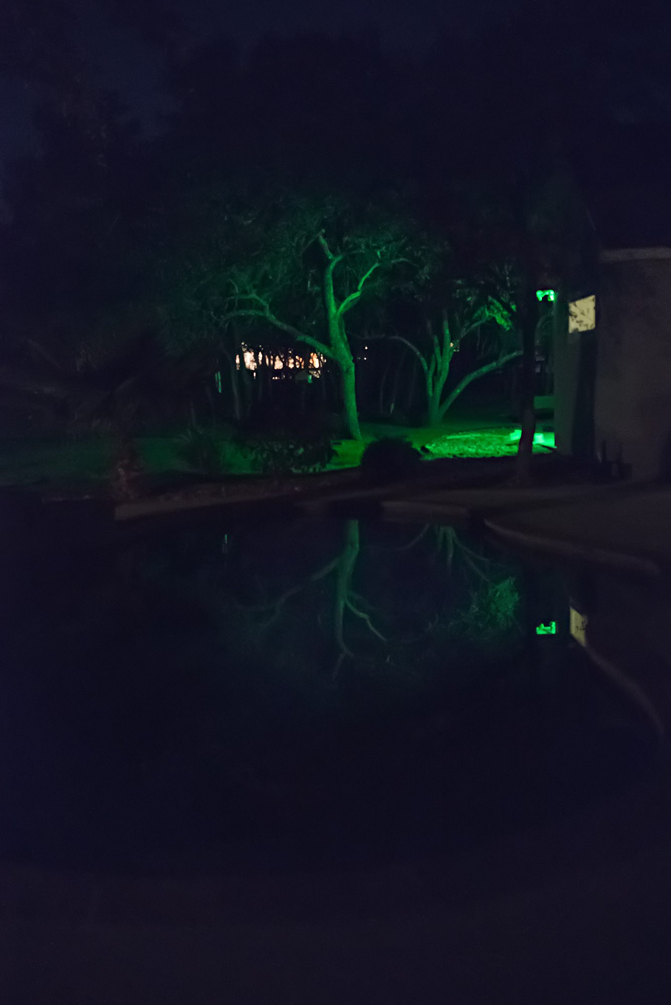 New Braunfels pool night tree photographer