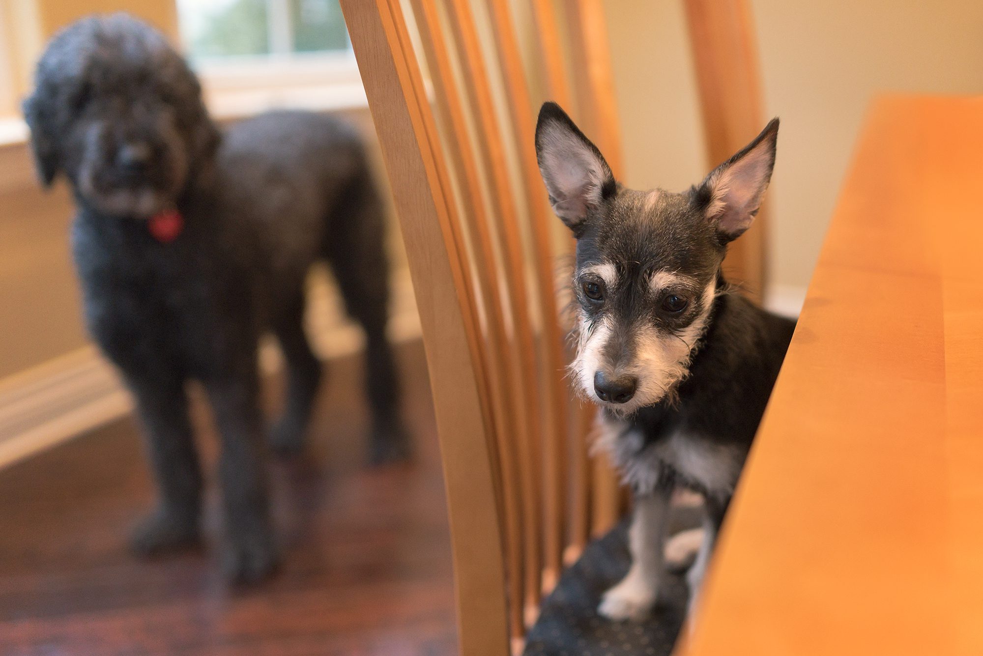 New Braunfels dog canine pet foster adopt photographer