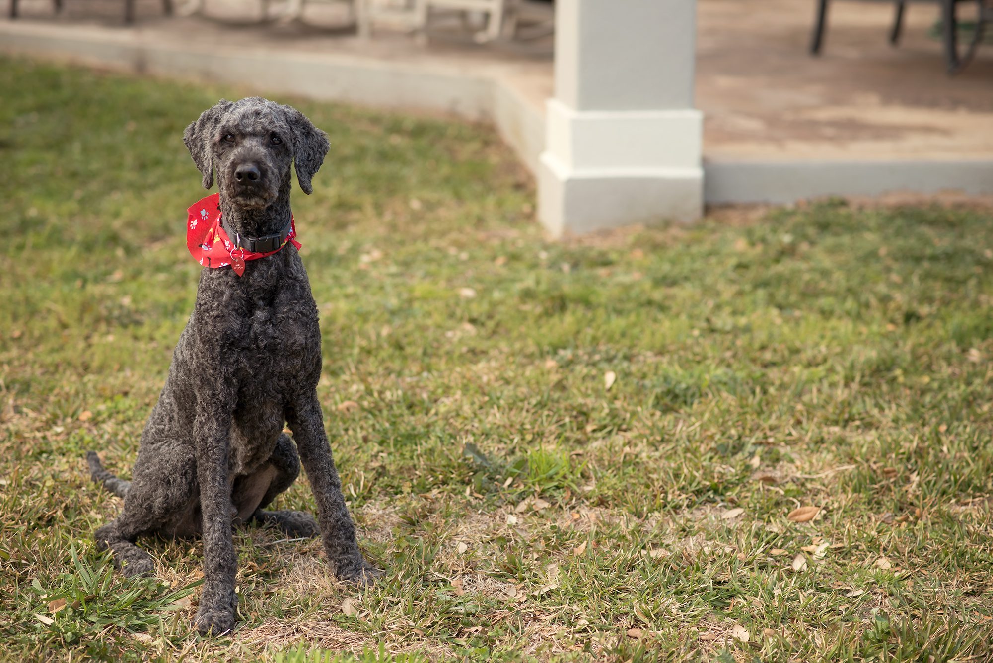 New Braunfels dog canine pet labradoodle photographer