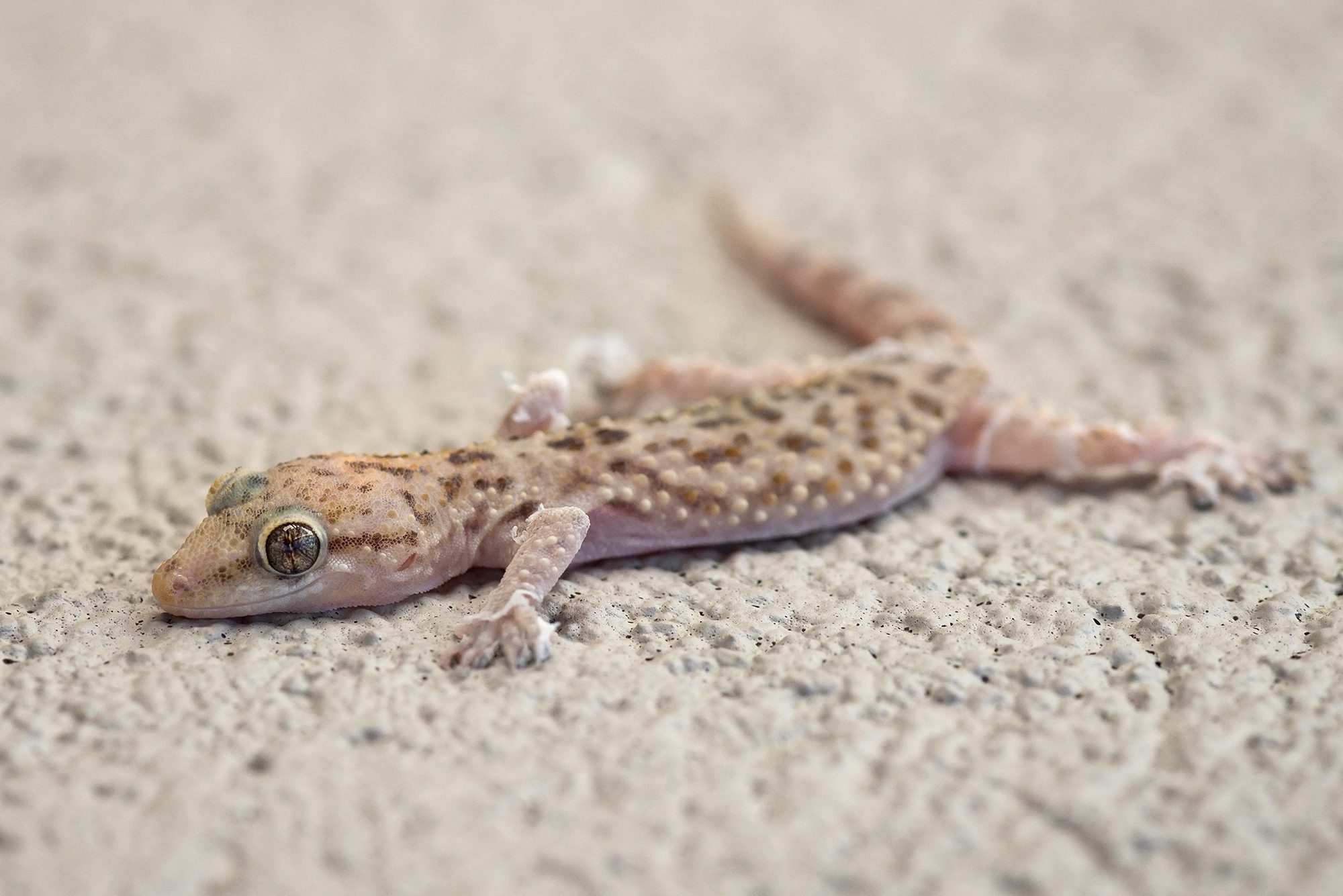 New Braunfels nature macro gecko lizard photographer