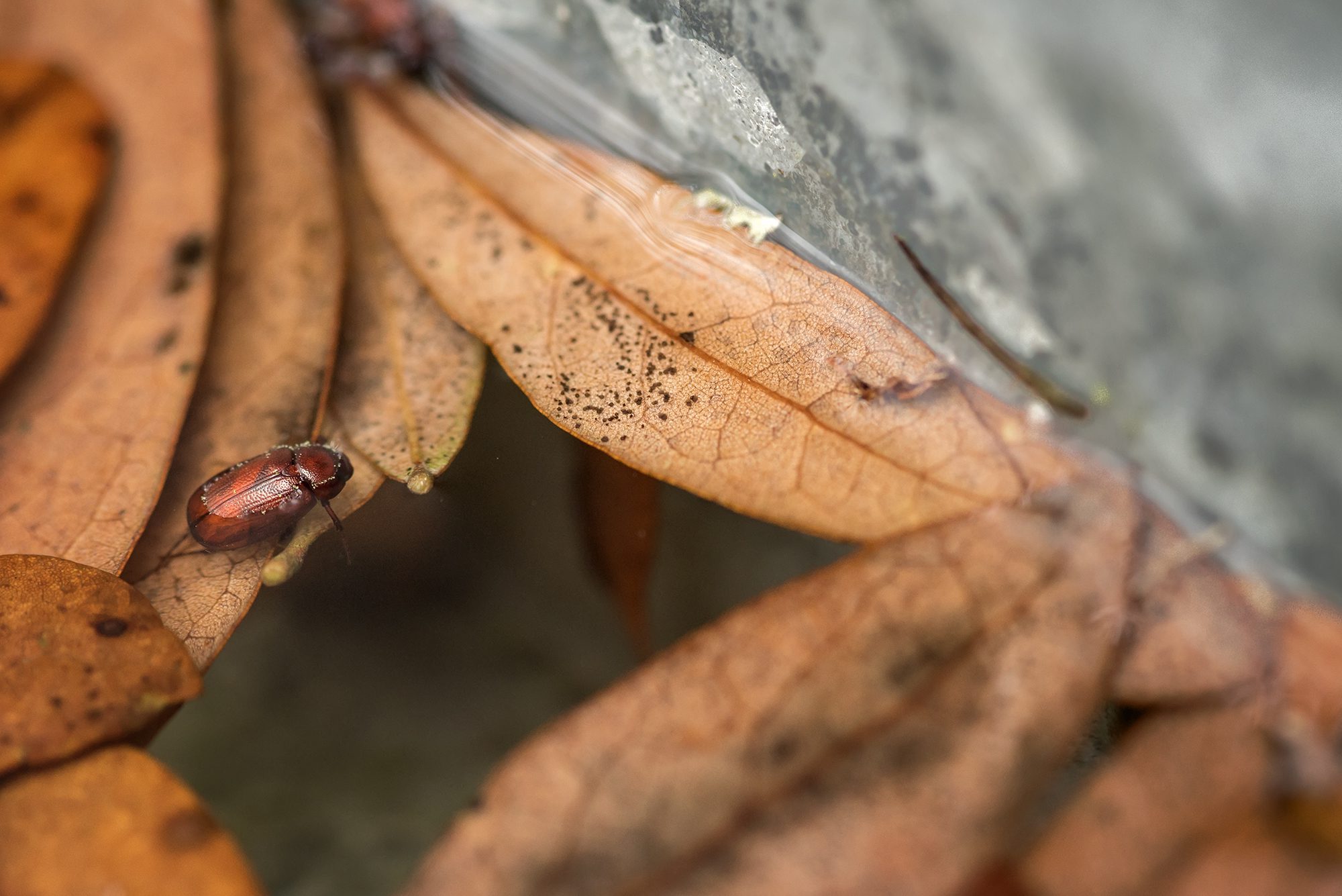 New Braunfels nature macro beetle leaves photographer
