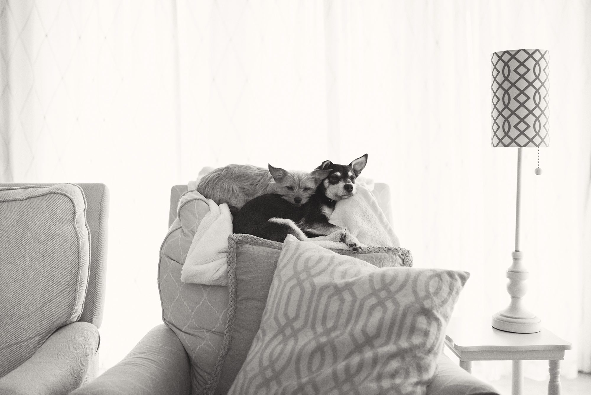 New Braunfels animal pet dog canine photographer black and white